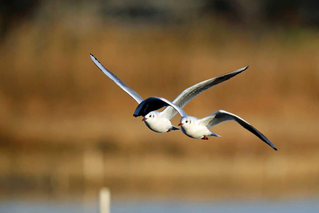 二羽で並んで飛行中