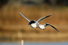 二羽で並んで飛行中