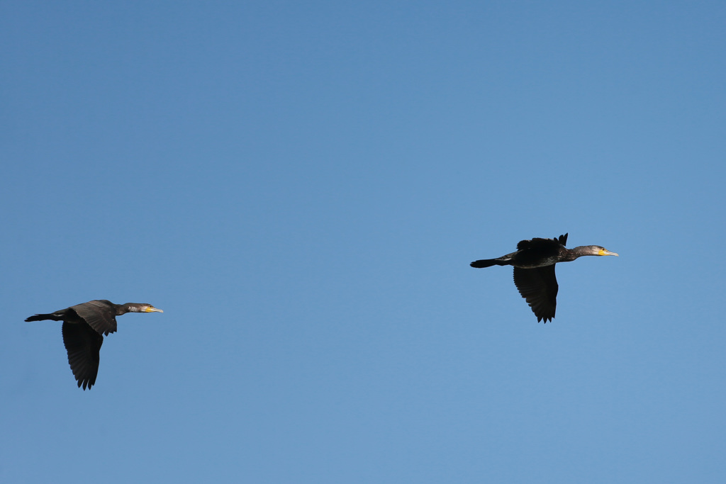 カワウシリーズ-3