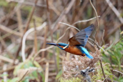 カワセミの飛び方その1