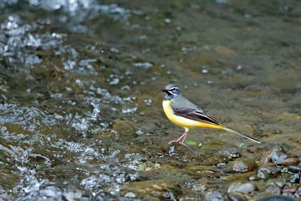 キセキレイ定番ポーズ