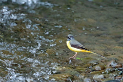 キセキレイ定番ポーズ