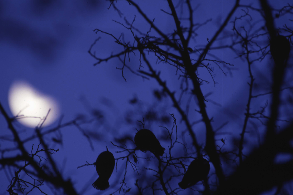 月夜