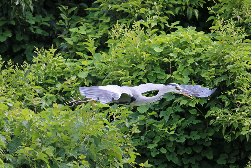 飛び出し連射-1