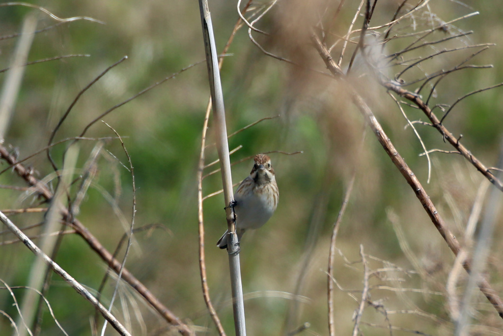 オオジュリンその4
