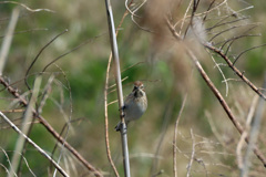 オオジュリンその4