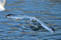 ユリカモメ水面飛び出し-2