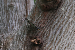 アカホシゴマダラチョウその1