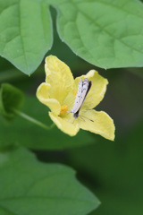 キュウリの舞台