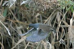 僕だって飛ぶんだよ