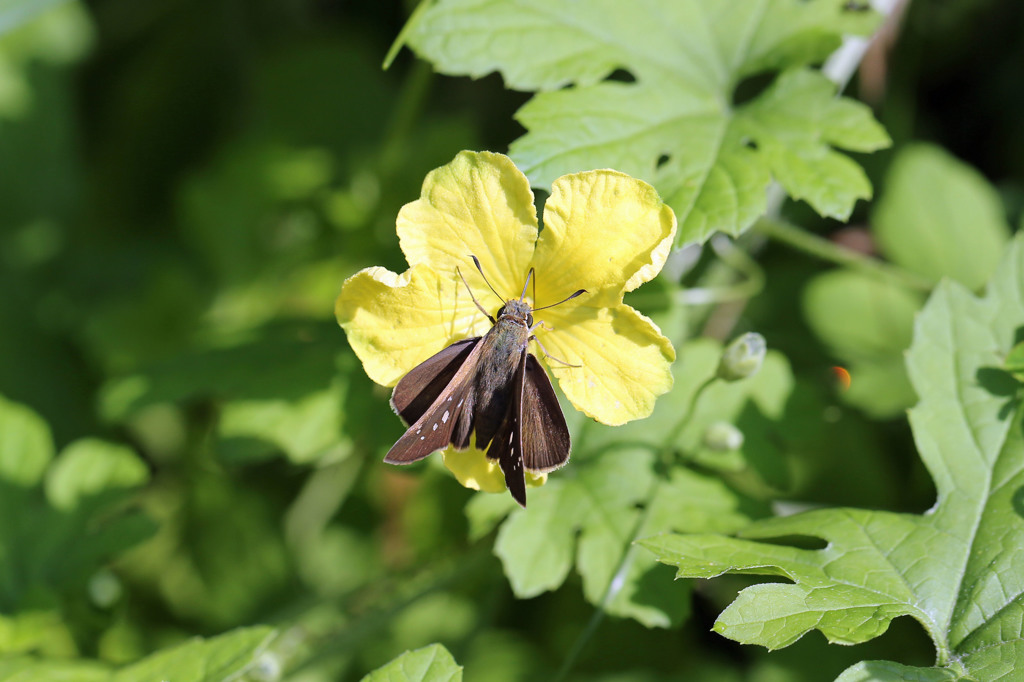 この蜜美味しいわ