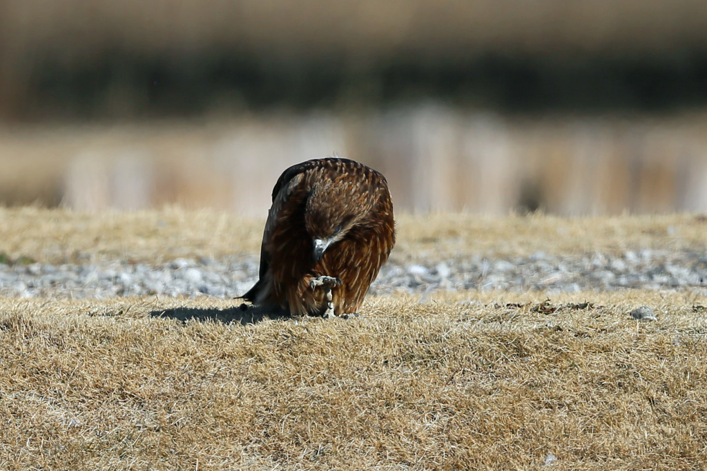 爪切らなくちゃ