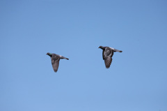 母ちゃん置いていかないで