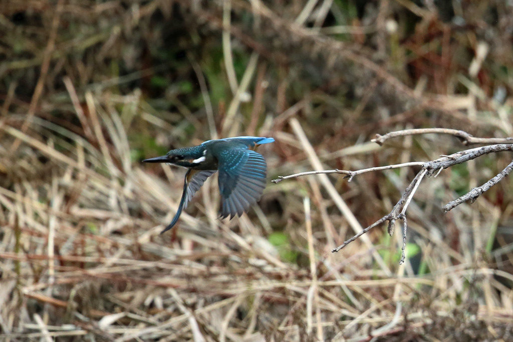 カワセミ飛び出し
