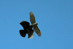 カラスの体当たり