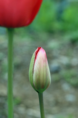 これから咲きます