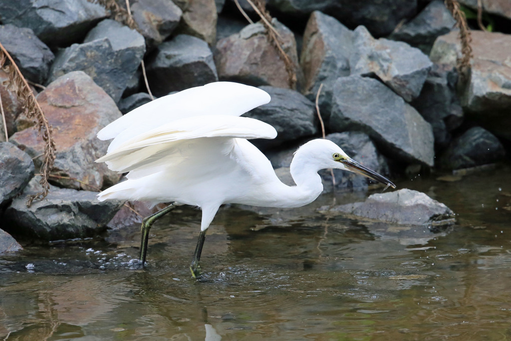 ちっちゃい獲物