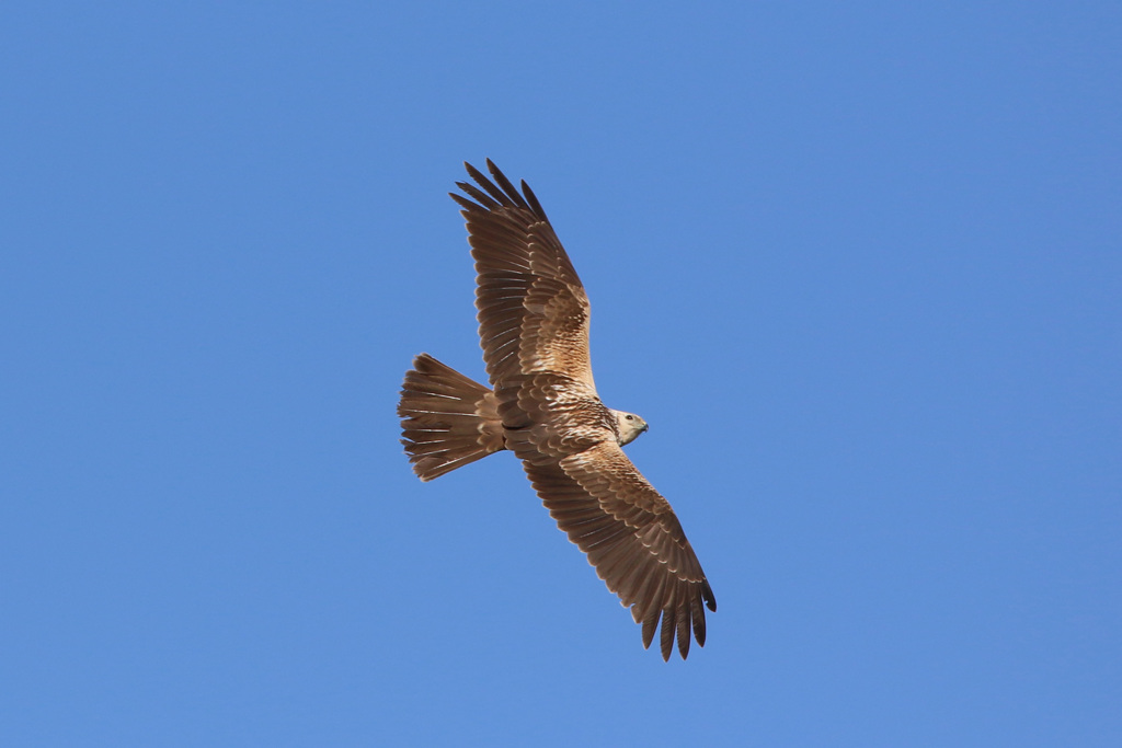 チュウヒの背中