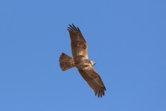 チュウヒの背中 チュウヒの背中