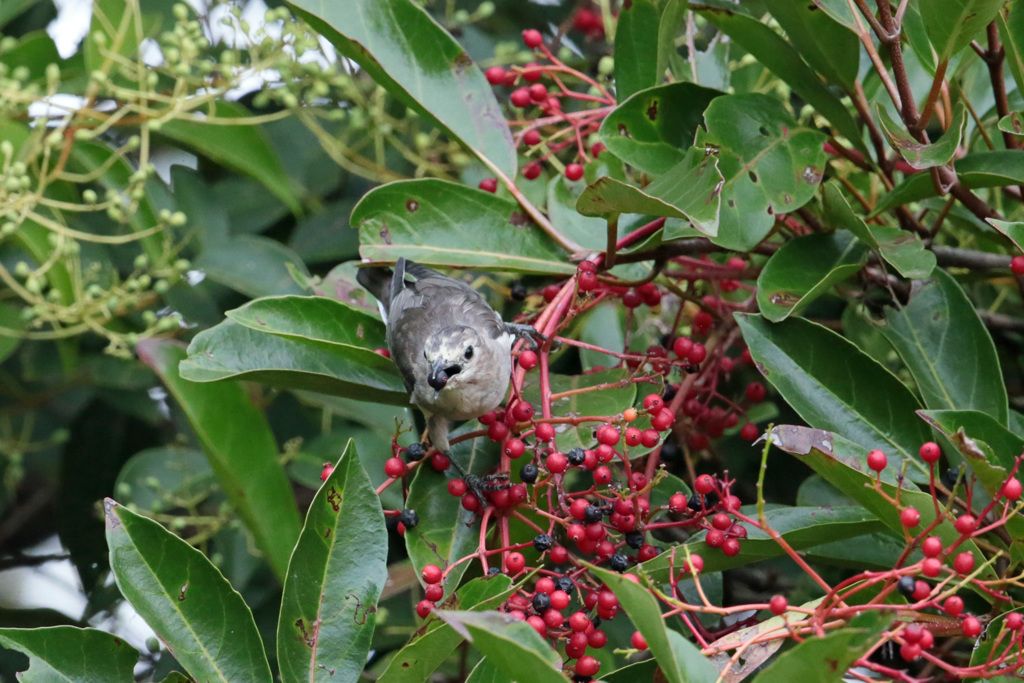 お食事シリーズ-6