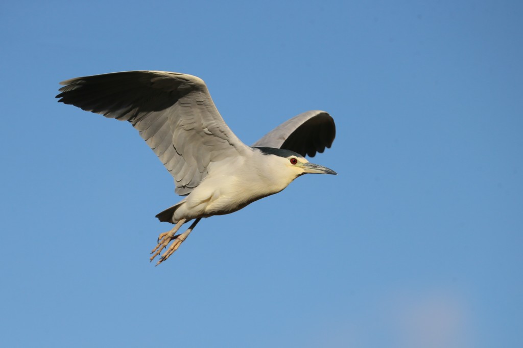 ゴイサギアップで