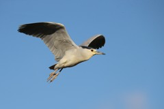 ゴイサギアップで