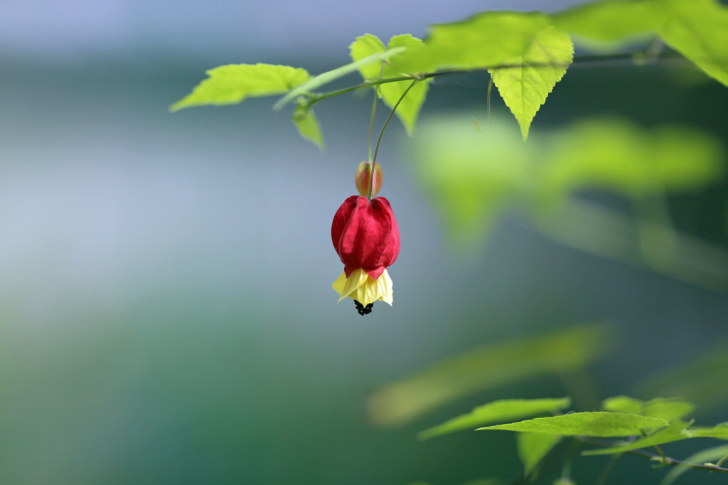 日の丸構図もいいかな？
