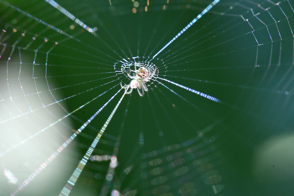 すけすけクモさん