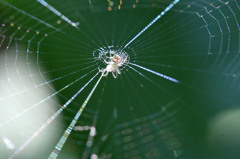 すけすけクモさん