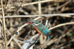 小っちゃい獲物