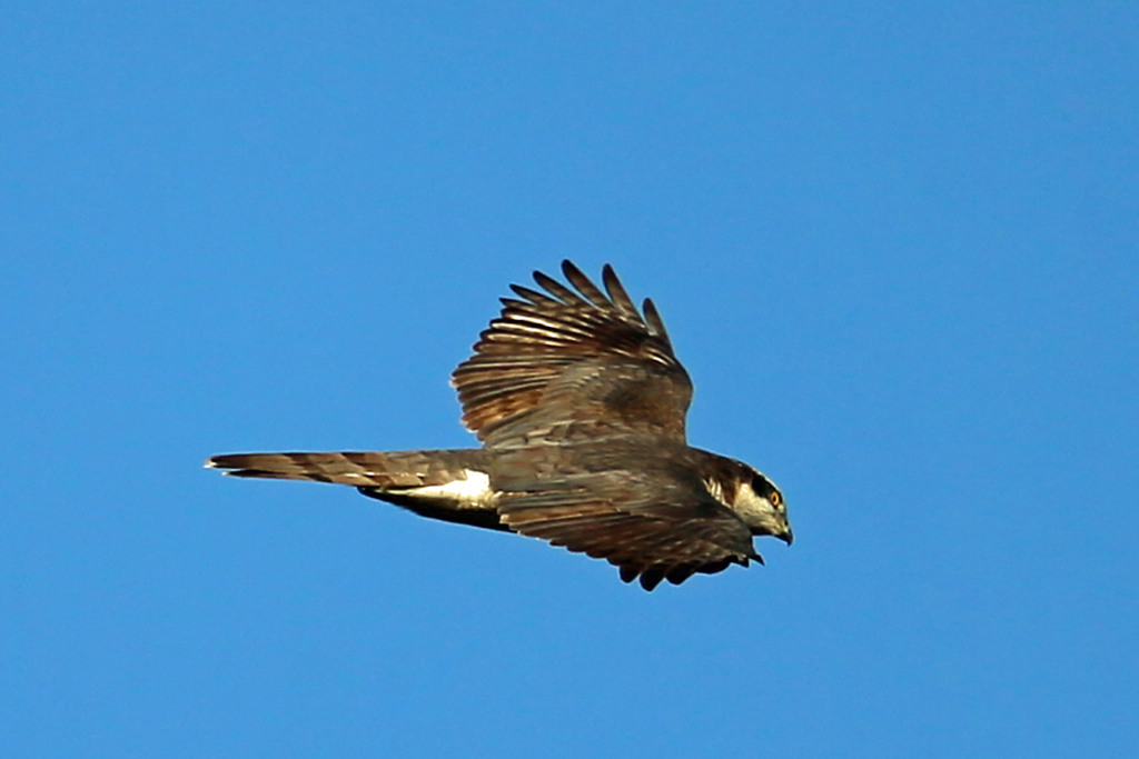 オオタカの背中
