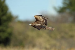 ちょっと上昇中