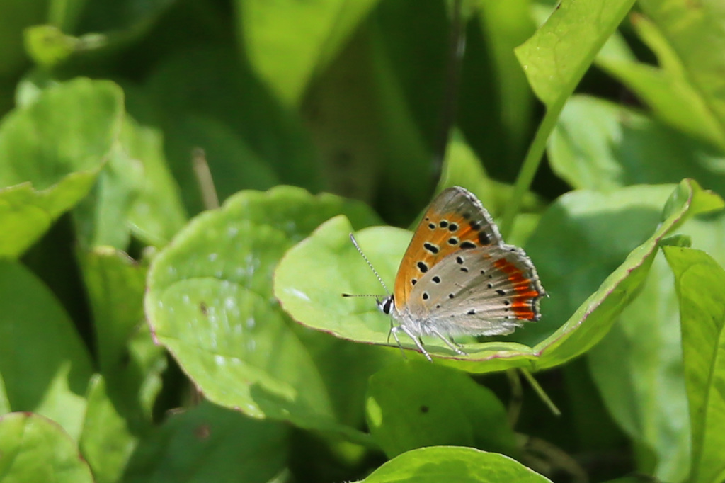 望遠レンズでマクロふう-2