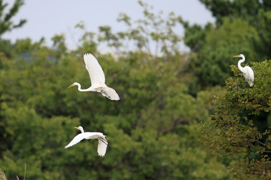 ダイサギ飛び出し