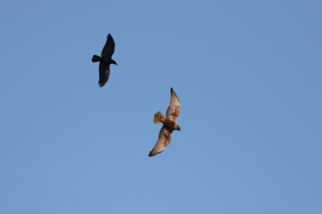 今日も逃げるチュウヒ君