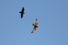 今日も逃げるチュウヒ君