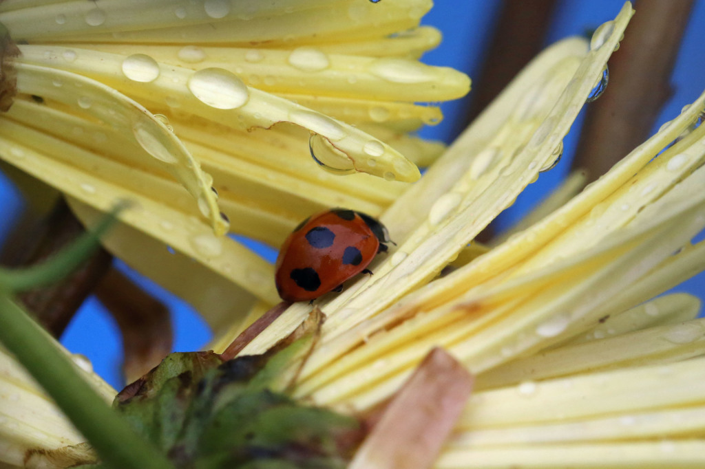 いつもの青空ビニールシート