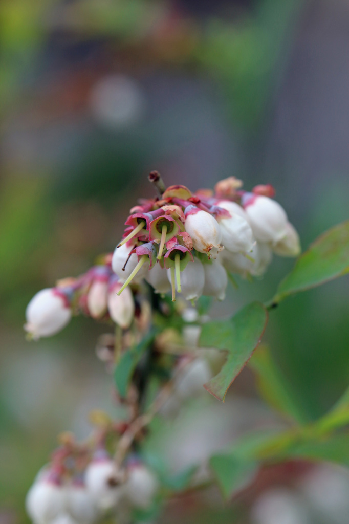今年は食べれるかな