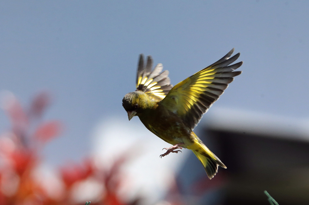 カワラヒワ連射-6