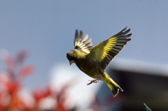 カワラヒワ連射-6