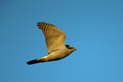 夕日を浴びたオオタカ成鳥