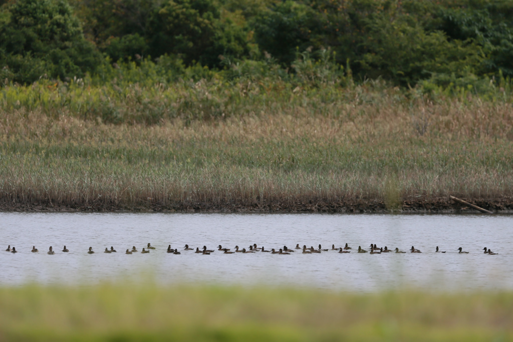 スズカモ並んで
