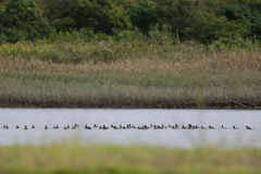 スズカモ並んで