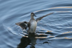 コガモ定番ポーズ-2