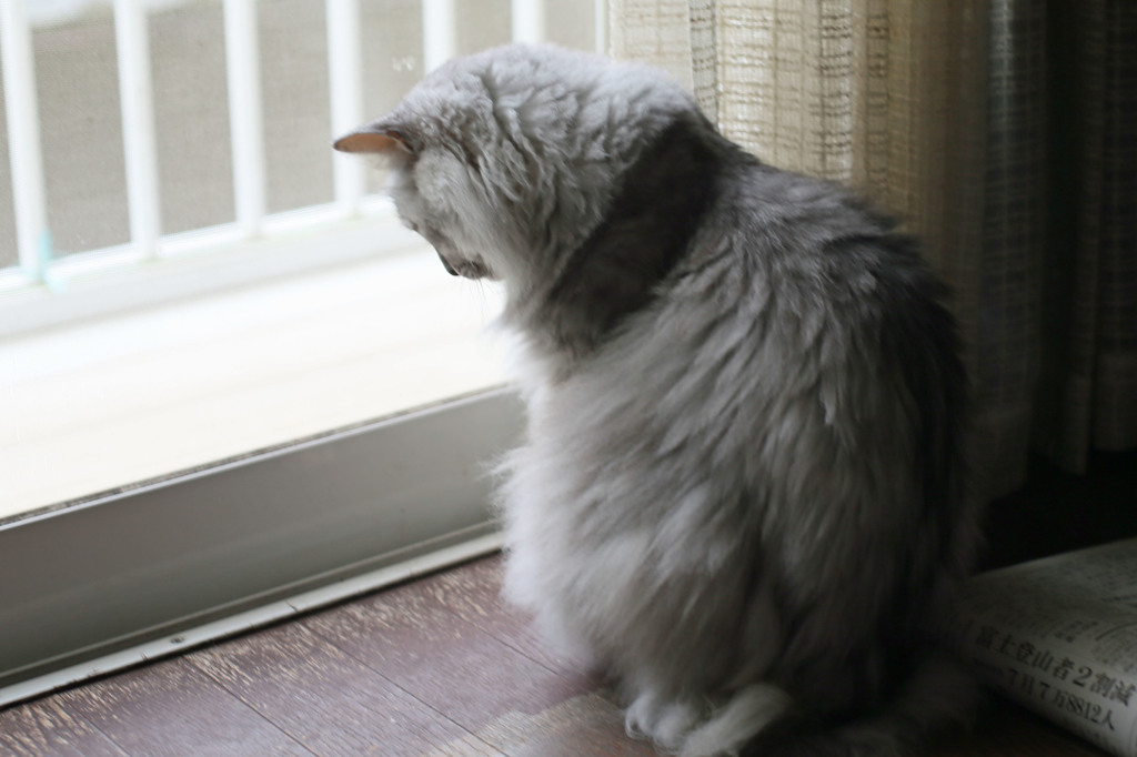 今日は雨でつまらんにゃ