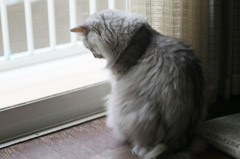 今日は雨でつまらんにゃ