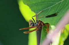 キアシナガ蜂（たぶん）