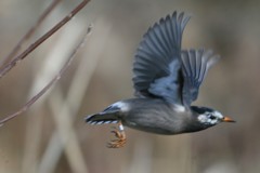 ムクドリ飛び出し