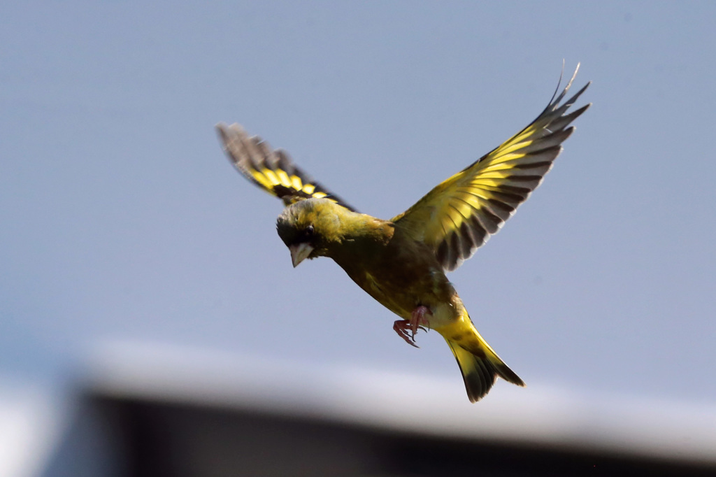 カワラヒワ連射-4