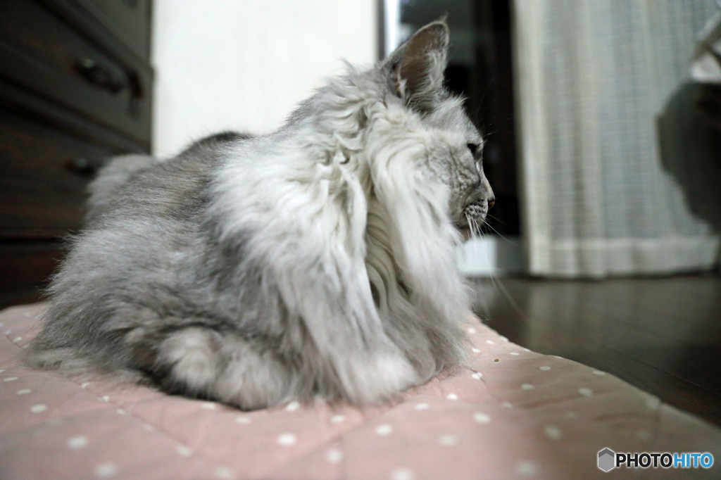 マフラー暖かそう